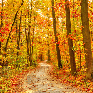 Mocsicka Autumn Theme Golden Maple Leaf Backdrop